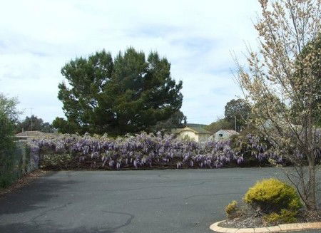 Lilac City Motor Inn & Streakhouse - Accommodation QLD 1