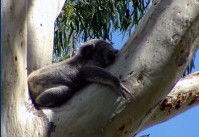 Dunbogan Caravan Park - Accommodation QLD 2