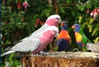 Dunbogan Caravan Park - Accommodation QLD 4