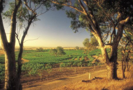 BIG 4 Barossa Tourist Park - Accommodation QLD 5