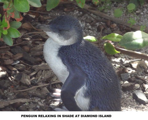 Diamond Island Resort - Accommodation QLD 2