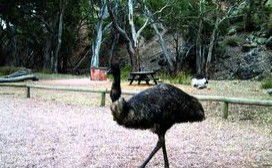 Mambray Creek Cabin - Accommodation QLD 1