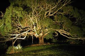 Adelaide Hills Country Cottages - The Nest - Accommodation QLD 4