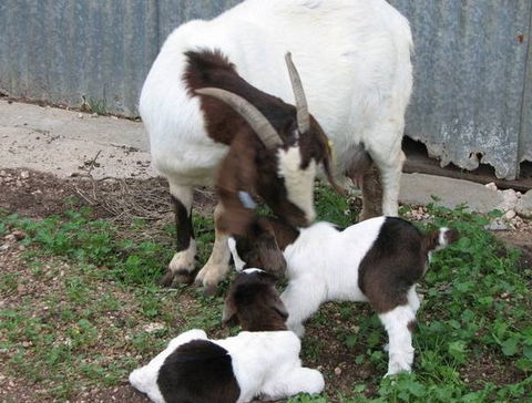Redwing Shearer's Quarters - Accommodation QLD 0