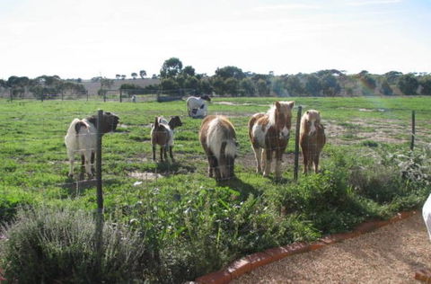 Redwing Shearer's Quarters - Accommodation QLD 1