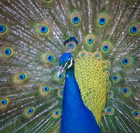 Willunga Peacock Farm Bed and Breakfast - Accommodation QLD