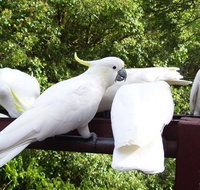 Lorikeet Lane BB - Accommodation QLD