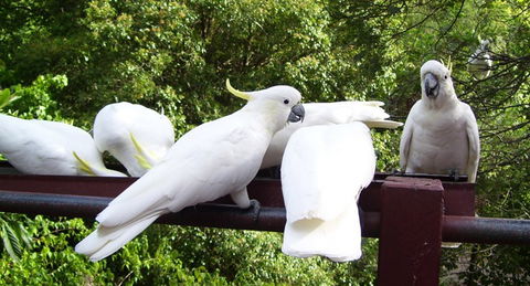 Lorikeet Lane B&B - Accommodation QLD 0