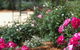 Country Comfort Mount Gambier - thumb 5