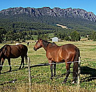 Hurlfield Farm Cottage - Accommodation QLD
