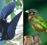 Chambers Wildlife Rainforest Lodges - Accommodation QLD