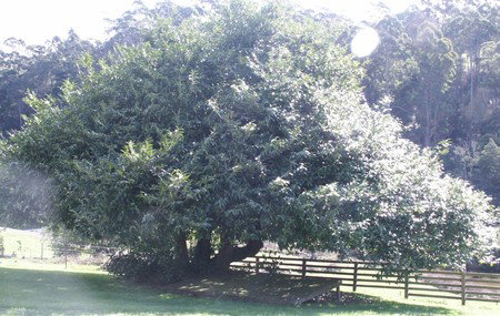 Penguin Valley Farm - Accommodation QLD 3