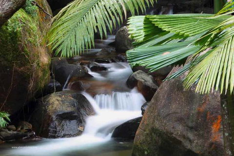 Daintree Secrets (Award Winning Retreat) - Accommodation QLD 1