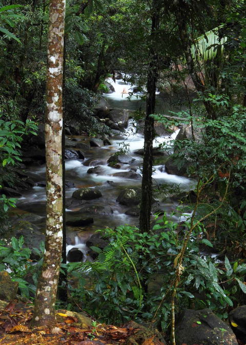 Daintree Secrets (Award Winning Retreat) - Accommodation QLD 2