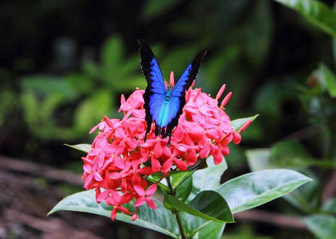 Daintree Secrets (Award Winning Retreat) - Accommodation QLD 5