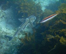 Honeymoon Bay - Accommodation QLD 0