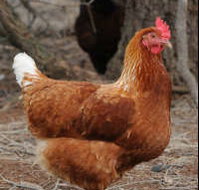 Avonmore Estate Biodynamic Winery - Accommodation QLD