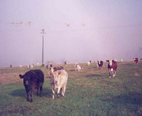 Seeview Farmstay - Accommodation QLD 0
