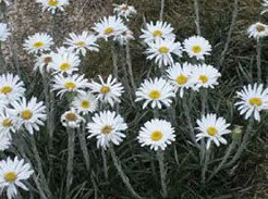 Targangil Ski Lodge - Accommodation QLD 3