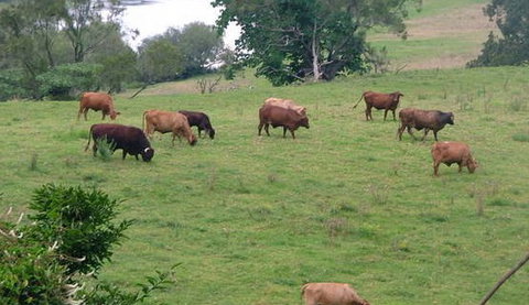 Bemurrah Homestead At Pee Dee - Accommodation QLD 5