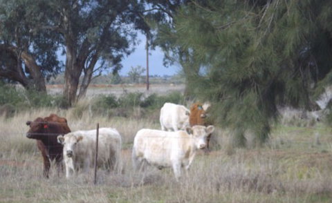 Aussie Cabins - Accommodation QLD 2