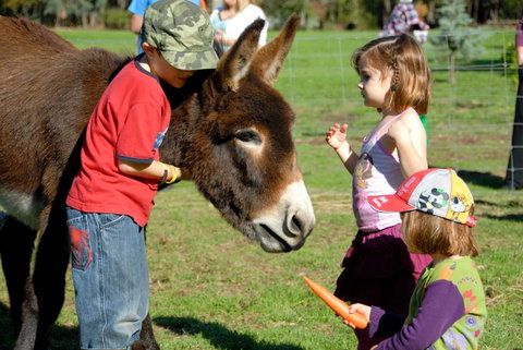 Diamond Forest Farm Stay - Accommodation QLD 3