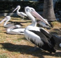 Christmas Cove Caravan Park - Accommodation QLD