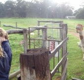 Boronia Farm Farmstay - Accommodation QLD