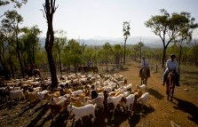 Kroombit Park At Lochenbar Station - Accommodation QLD 1