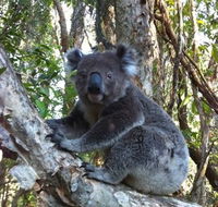 O'Carrollyns At One Mile Beach - Accommodation QLD