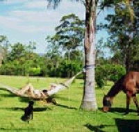 Neds Bed Horse O Tel - Accommodation QLD