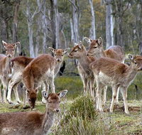 Lake Leake Chalet - Accommodation QLD