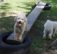 Beenleigh Pet Motel - Accommodation QLD