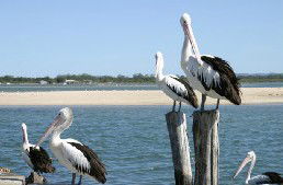 Tuncurry Sunset Motel - Accommodation QLD 3