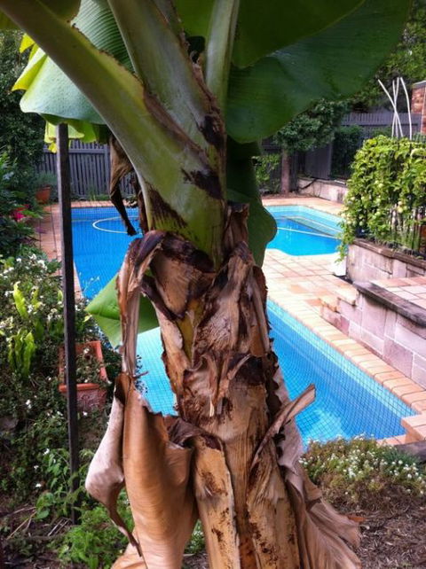 Bardon B&B - Accommodation QLD 5