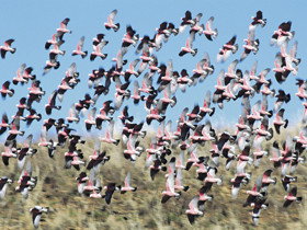 Copley Caravan & Cabin Park - Accommodation QLD 0