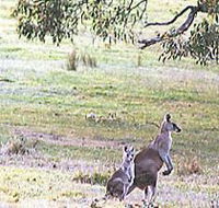 Kangaroo Ridge Retreat - Accommodation QLD