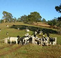 St Columba Cottage - Accommodation QLD