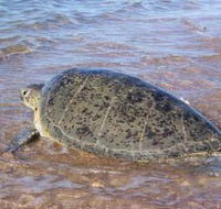 Mackerel Islands - Accommodation QLD