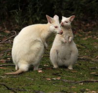 Captain Cook Holiday Park - Accommodation QLD