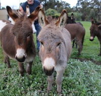 Donkey Tales Farm Cottages - Accommodation QLD