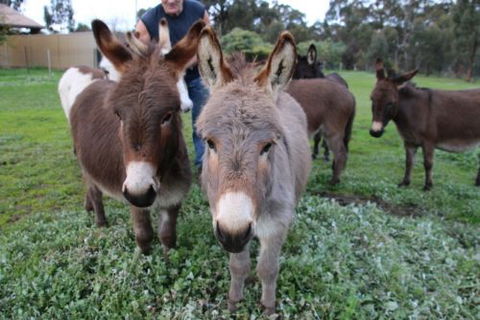 Donkey Tales Farm Cottages - Accommodation QLD 0