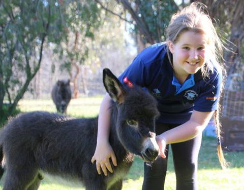 Donkey Tales Farm Cottages - Accommodation QLD 1
