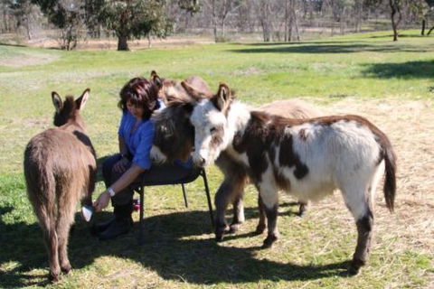 Donkey Tales Farm Cottages - Accommodation QLD 2