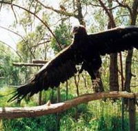 Curlew Hill Sanctuary - Accommodation QLD