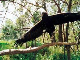 Curlew Hill Sanctuary - Accommodation QLD 0