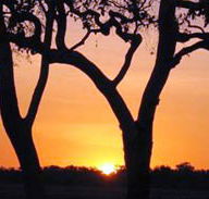 Coodardie Station Stay - Accommodation QLD