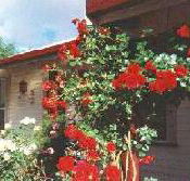 Rose Cottage Bed And Breakfast - Accommodation QLD