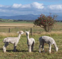 Promhills Cabins - Accommodation QLD