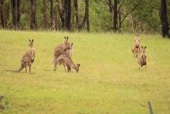 Estate Tuscany - Accommodation QLD 2